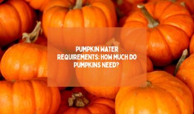 Pumpkin Water Requirements