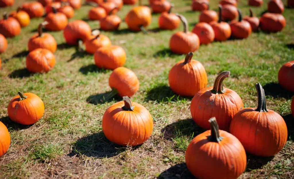 Harvesting Pumpkin Seeds for Planting