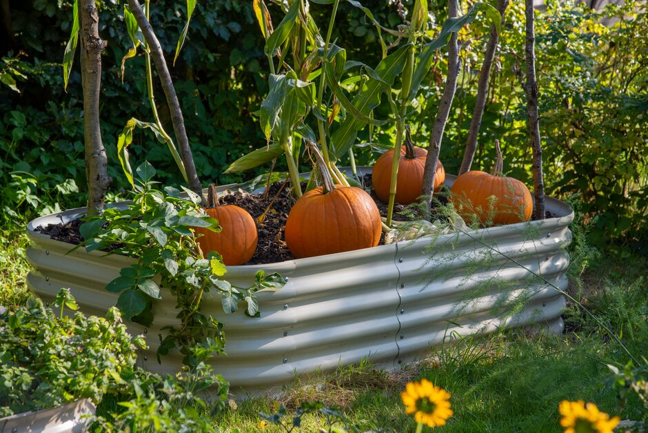 Steps To Grow Pumpkins Indoors
