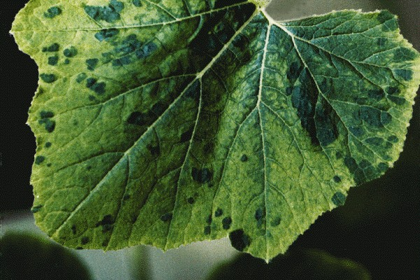 Types Of Mosaic Virus That Affects Crops 