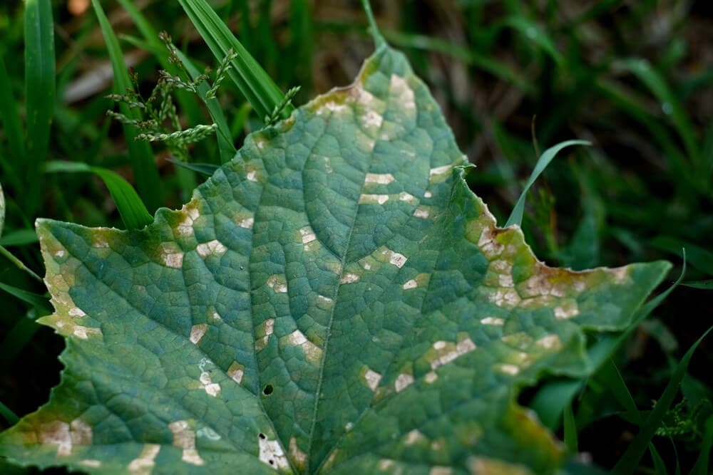 Disease Management Strategies Of Mosaic Virus