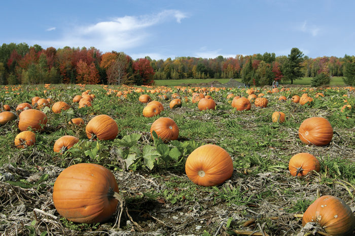Harvest The Pumpkins
