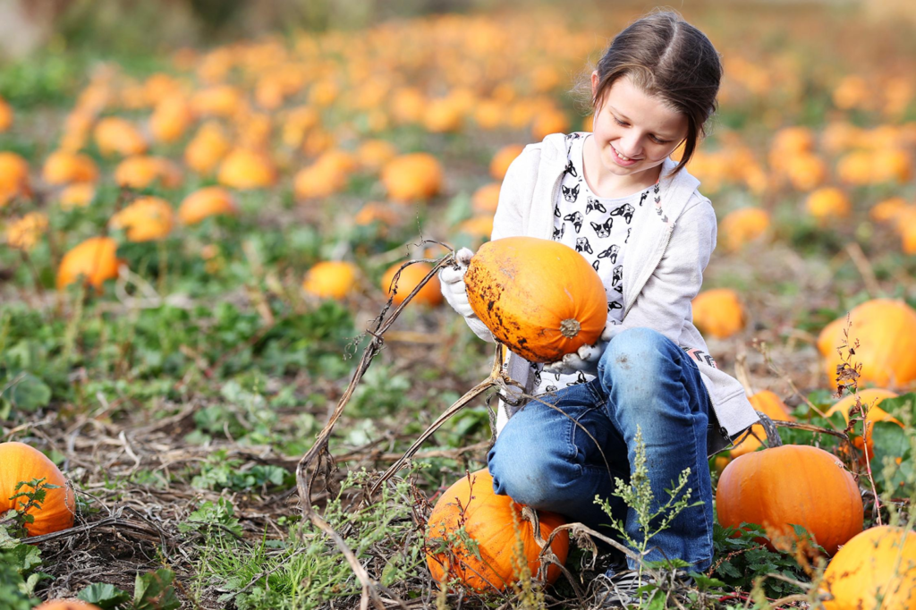 How To Grow Jolly Pumpkins?