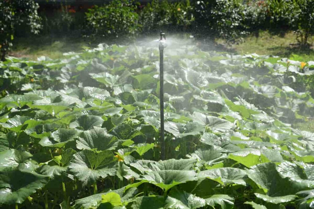 Provide Adequate Water to pumpkin plants