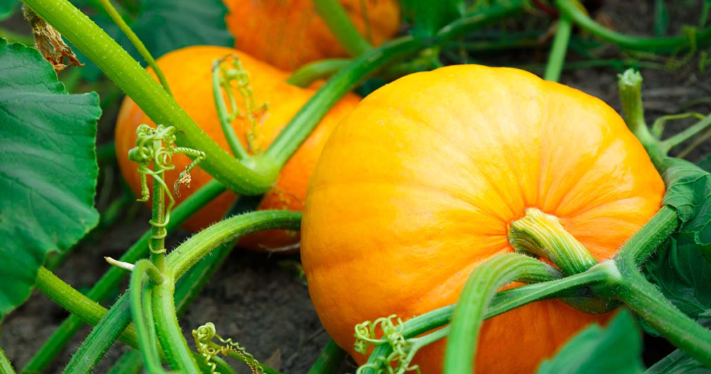 Ways To Make Pumpkin Grow Faster