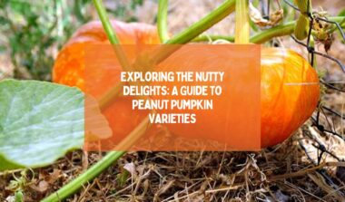 Exploring the Nutty Delights A Guide to Peanut Pumpkin Varieties