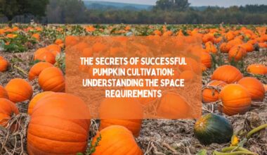 The Secrets of Successful Pumpkin Cultivation: Understanding the Space Requirements