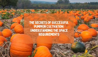 The Secrets of Successful Pumpkin Cultivation: Understanding the Space Requirements