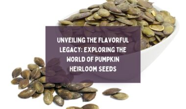 Unveiling the Flavorful Legacy Exploring the World of Pumpkin Heirloom Seeds