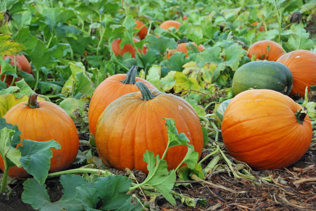 How can I prevent overcrowding in my pumpkin patch?